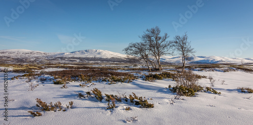 Birch trees and snow in front of mountains in the Dovre mountains in Norway
