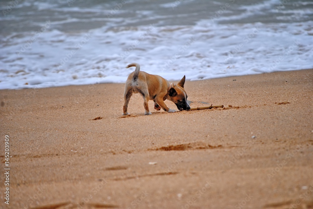 cachorro na praia cachorro na praia