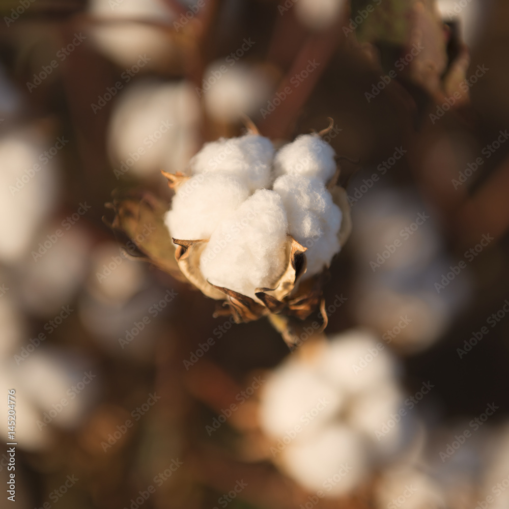Fields on cotton ready for harvesting in Oakey, Queensland Fields on cotton ready for harvesting in Oakey, Queensland