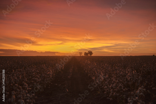 Fototapeta Naklejka Na Ścianę i Meble -  Fields on cotton ready for harvesting in Oakey, Queensland