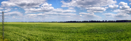 Green wheat on blue sky background