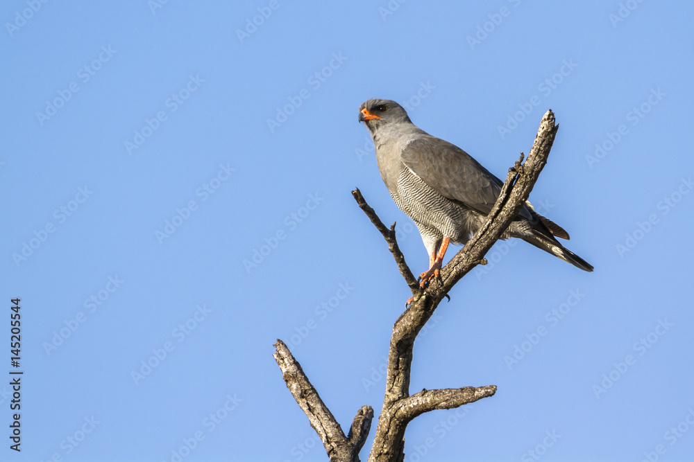 Dark Chanting-Goshawk in Kruger National park, South Africa Dark Chanting-Goshawk in Kruger National park, South Africa