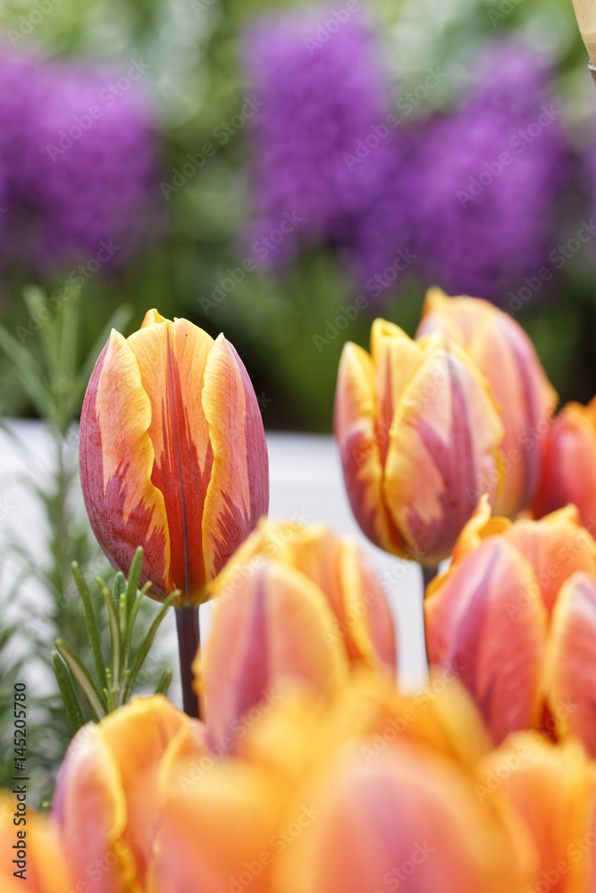 orange tulip field