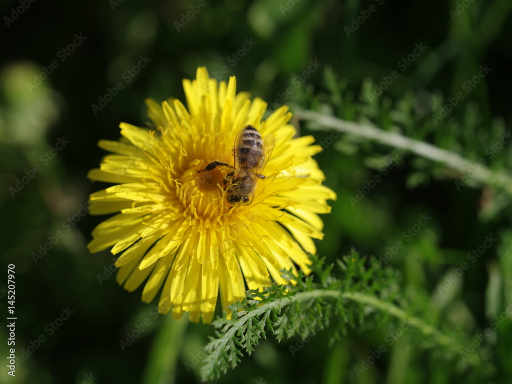 Biene auf Löwenzahn 6068 Biene auf Löwenzahn 6068