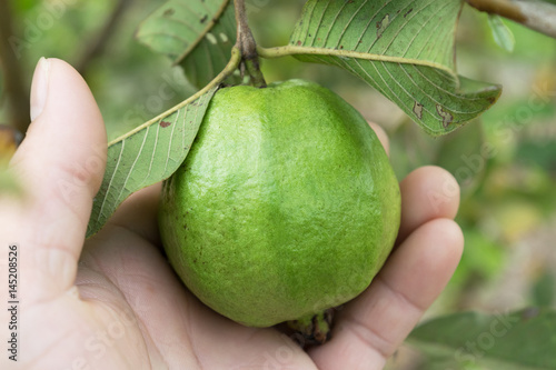 organic guava fruit on tree in close up