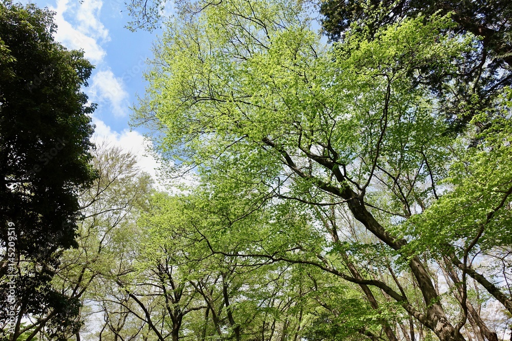 Fototapeta premium 神代植物公園の新緑