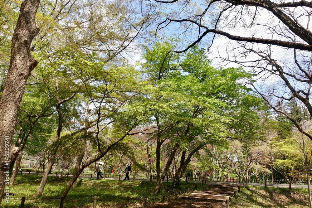 神代植物公園の新緑