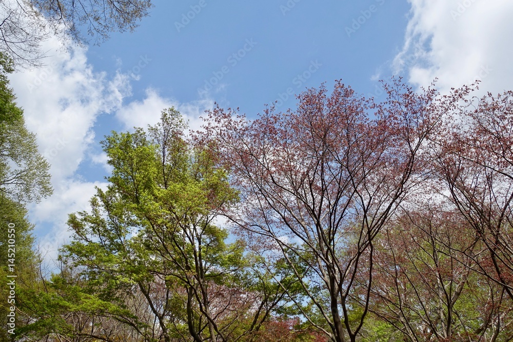 Obraz premium 神代植物公園の新緑