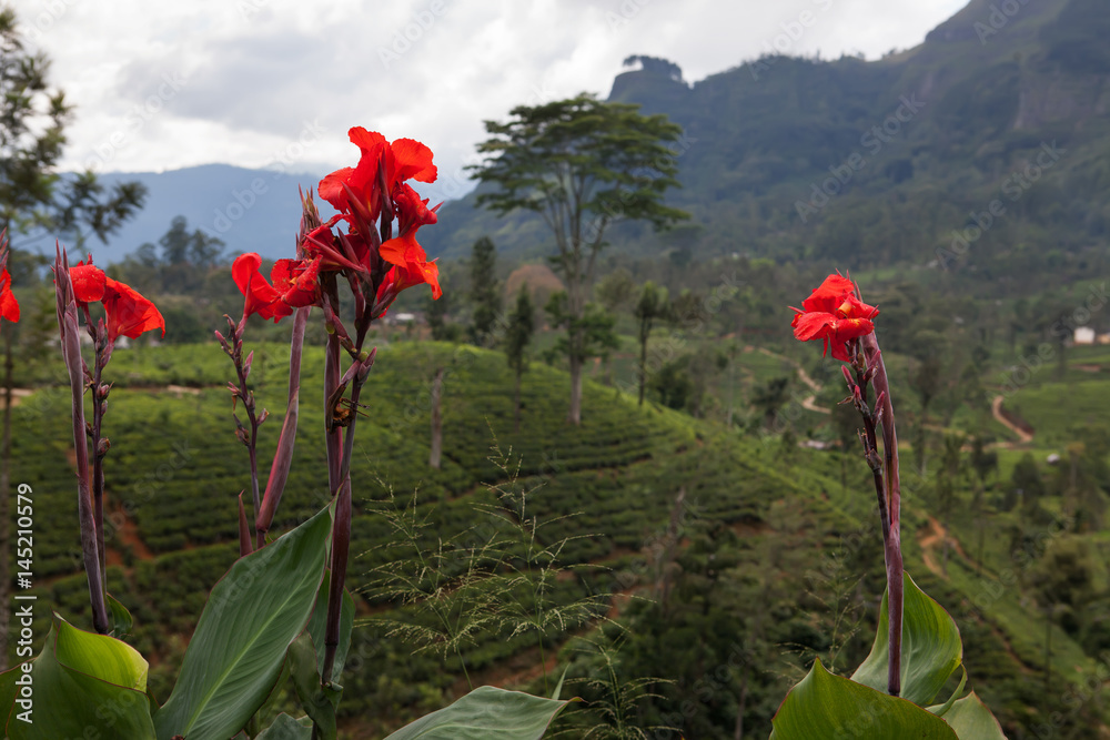 Вид на чайные плантации острова Шри-Ланка.