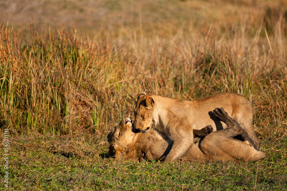 Fototapeta premium lion