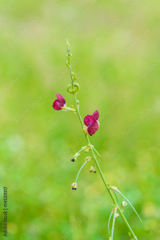 small crimson grass flower or Phaseolus semierectus small crimson grass flower or Phaseolus semierectus