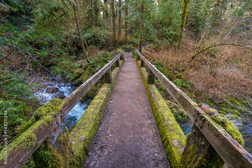 Wooden bridge on a background of the temperate rain forests. HOH RAIN FOREST, Olympic National Park, Washington state, USA Wooden bridge on a background of the temperate rain forests. HOH RAIN FOREST, Olympic National Park, Washington state, USA