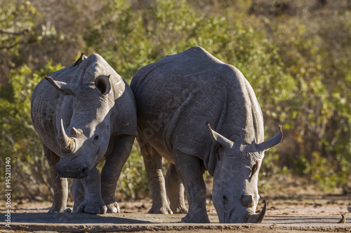 Southern white rhinoceros in Kruger National park  South Africa