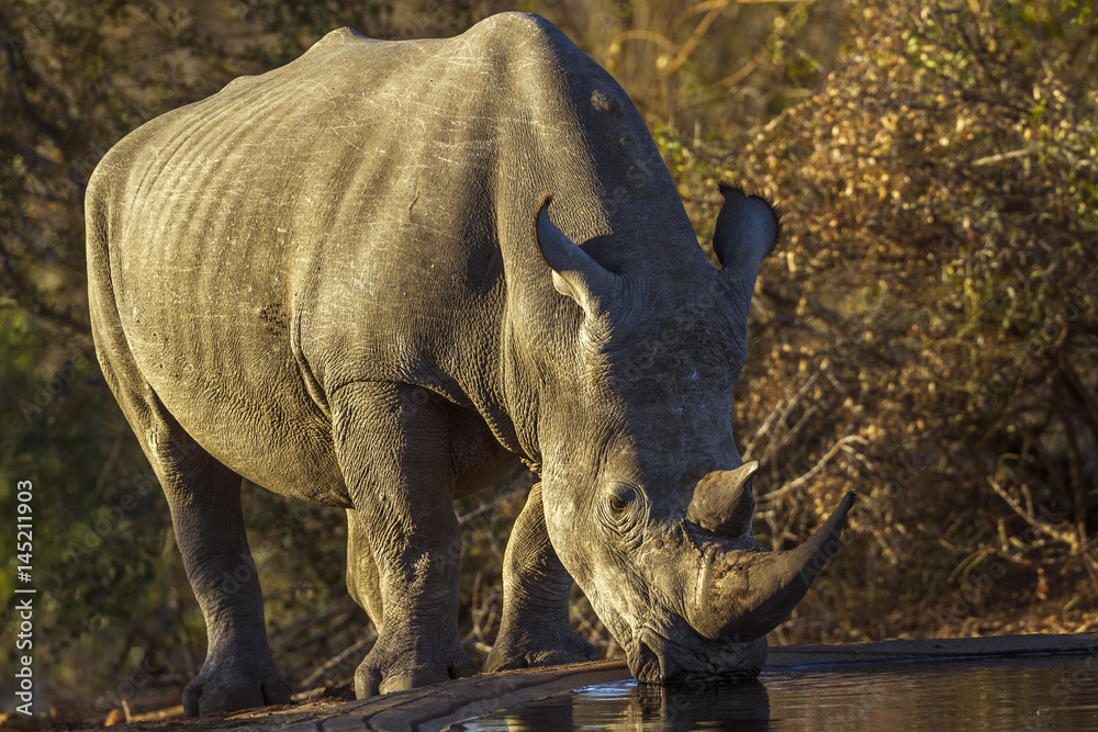 Fototapeta premium Southern white rhinoceros in Kruger National park, South Africa