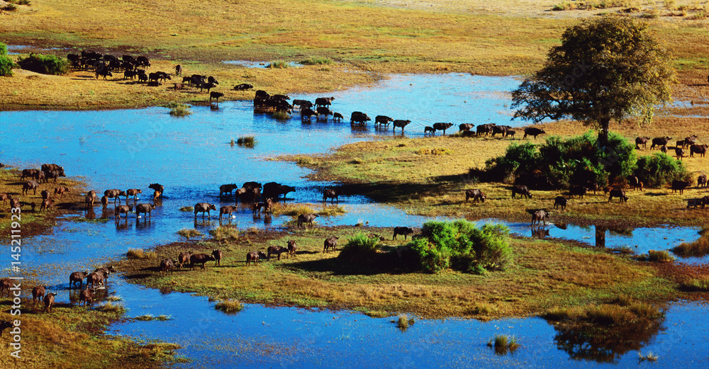 buffalo buffalo