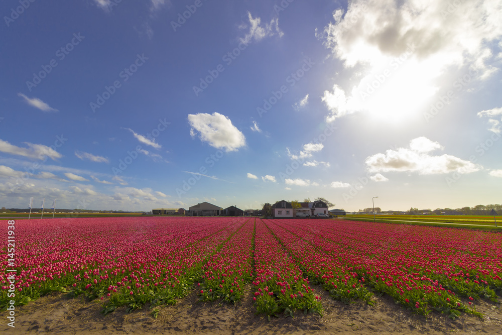 Beautiful flower field in spring time in The Netherlands.