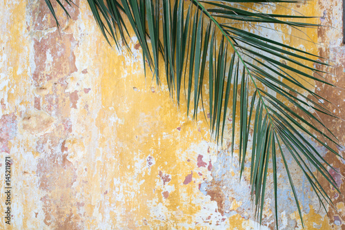 Green palm branch on a old cracked vintage orange wall as tourism, travel, antique, exotic, history background