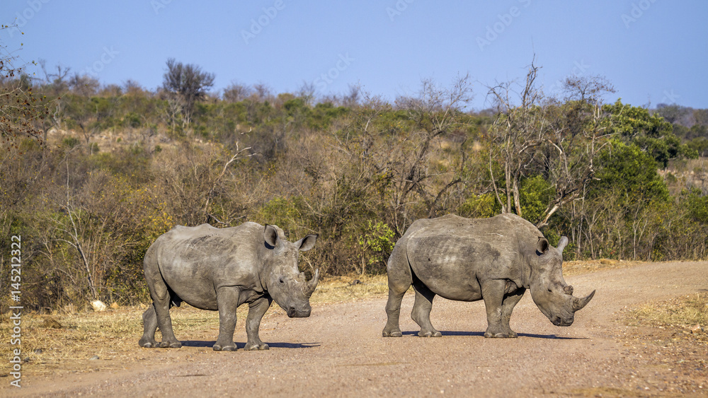 Fototapeta premium Southern white rhinoceros in Kruger National park, South Africa