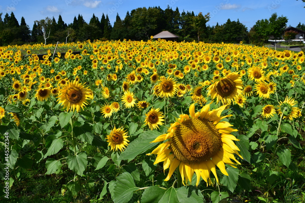 Obraz premium ヒマワリ