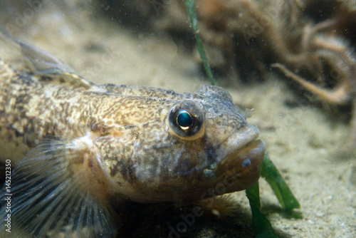 bullhead on the sand with some eggs in his mouth