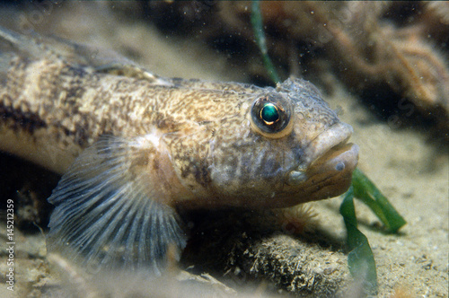Принти на полотні bullhead on the sand with some eggs in his mouth