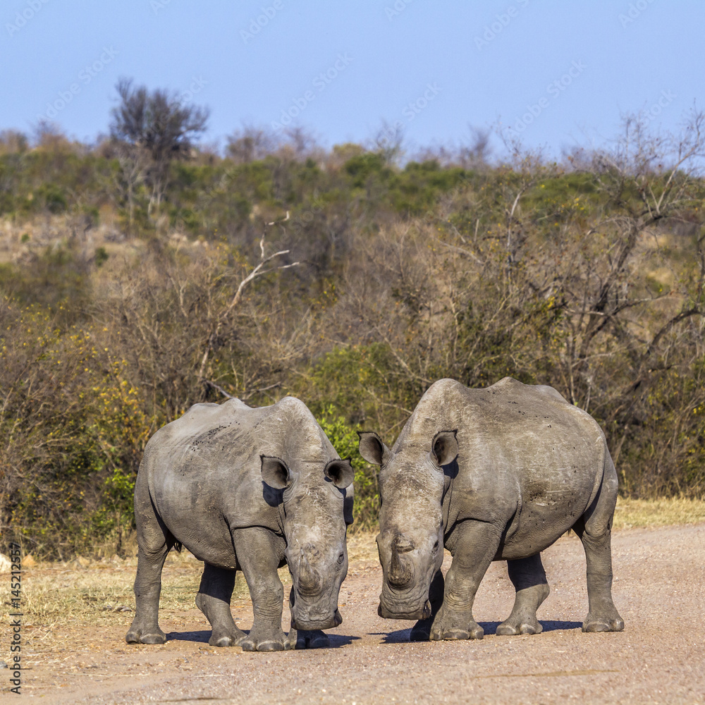 Fototapeta premium Southern white rhinoceros in Kruger National park, South Africa