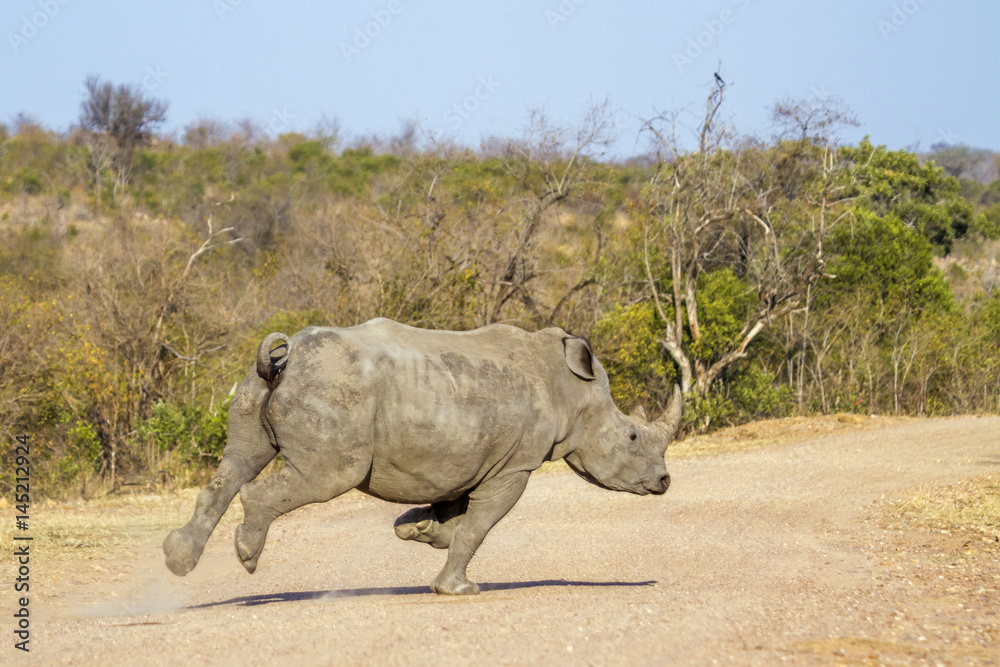 Fototapeta premium Southern white rhinoceros in Kruger National park, South Africa
