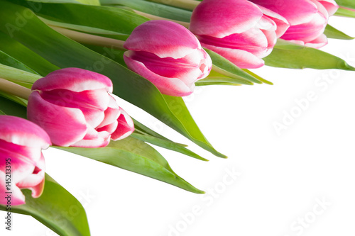 Fototapeta Naklejka Na Ścianę i Meble -  Five tulips lies on a corner, on a white background