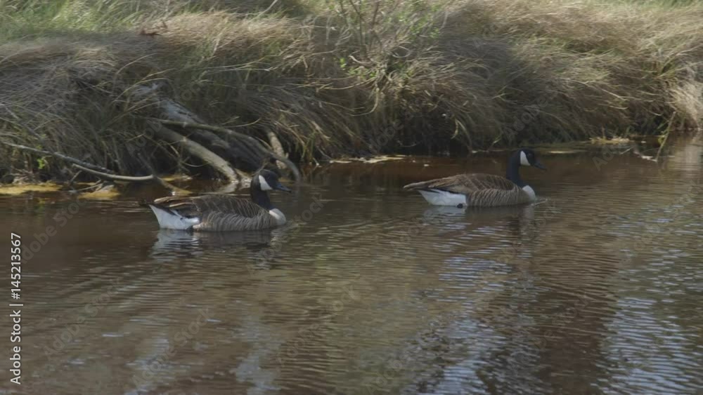Two Canada Geese Swimming Along Stream in Forest Two Canada Geese Swimming Along Stream in Forest