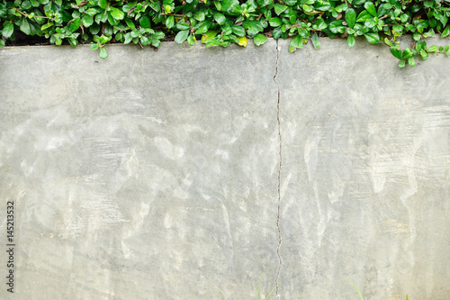 Beautiful green tooth brush tree is beside the wall