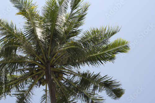 Picture near coconut tree