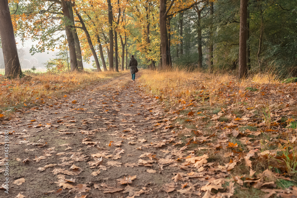 Female tourist walking on forest trail with autumn leaves.