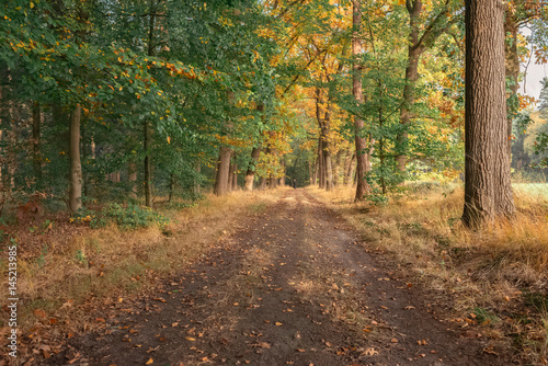 Path in autumn forest with senior man at horizon. © ysbrandcosijn
