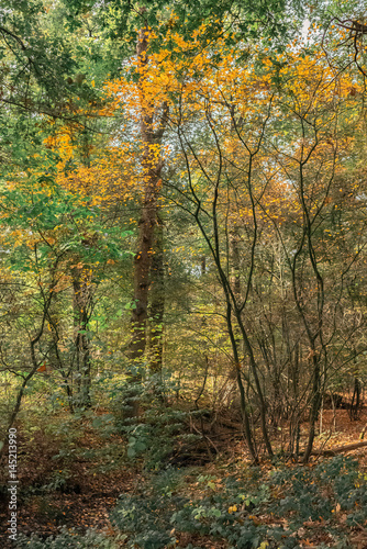 Bush with yellow colored leaves in autumn forest.
