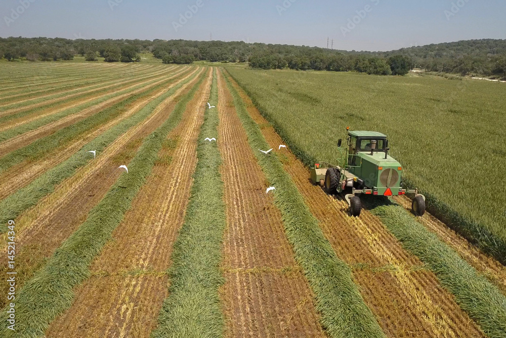 Combine harvester in a green field - Aerial image Combine harvester in a green field - Aerial image