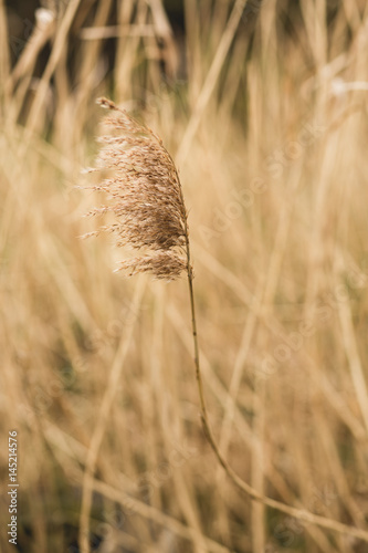 Long grass in warm light in the morning. Photo with shallow depth of field.