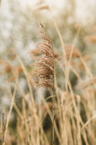 Tall grass flower with a warm light in the morning meadow. Picture with selective focus.