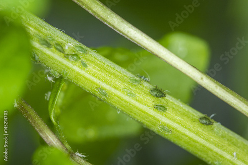 Aphids on the stem of a plant.