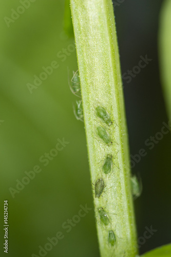 Aphids on the stem of a plant.