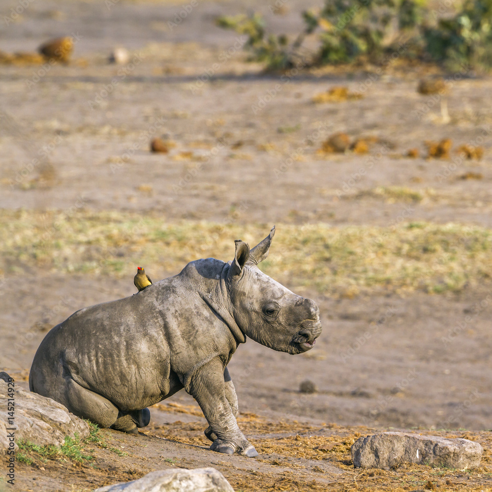 Fototapeta premium Nosorożec biały z południowej Afryki w Parku Narodowym Krugera