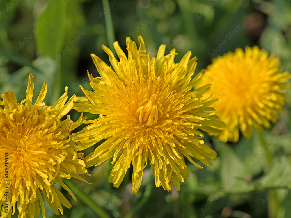 Löwenzahn, Taraxacum, Blüten Löwenzahn, Taraxacum, Blüten