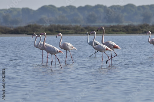 Flamencos photo