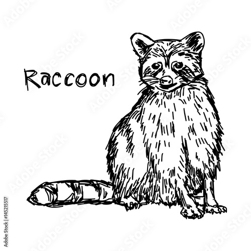 raccoon sitting - vector illustration sketch hand drawn with black lines, isolated on white background