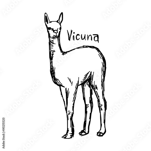 vicuna standing - vector illustration sketch hand drawn with black lines, isolated on white background