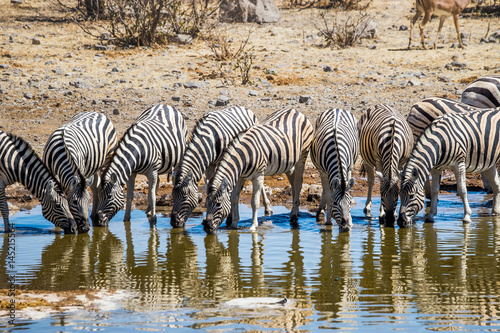 A herd of zebras drinking at Chudop waterhole in Etosha national park  Namibia 