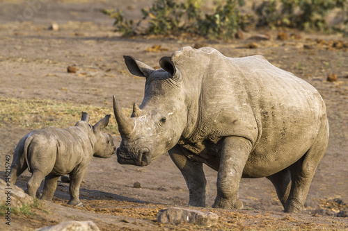 Southern white rhinoceros in Kruger National park  South Africa