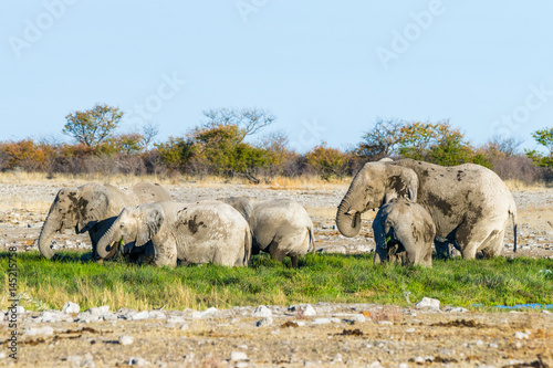 Family of african elephants eat lush green grass at Rietfontein waterhole in Etosha national park  Namibia.