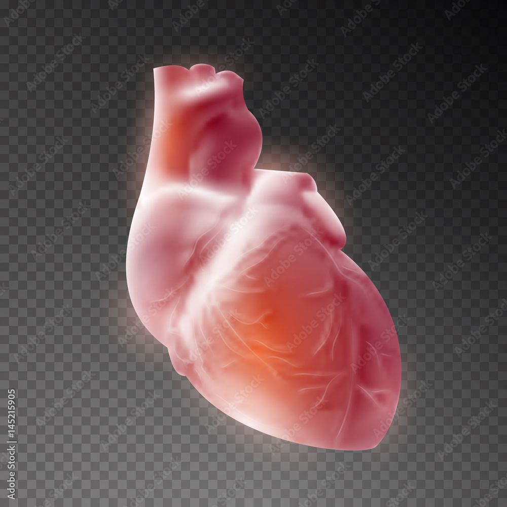 3d realistic heart human on transparent background. Vector illustration ...
