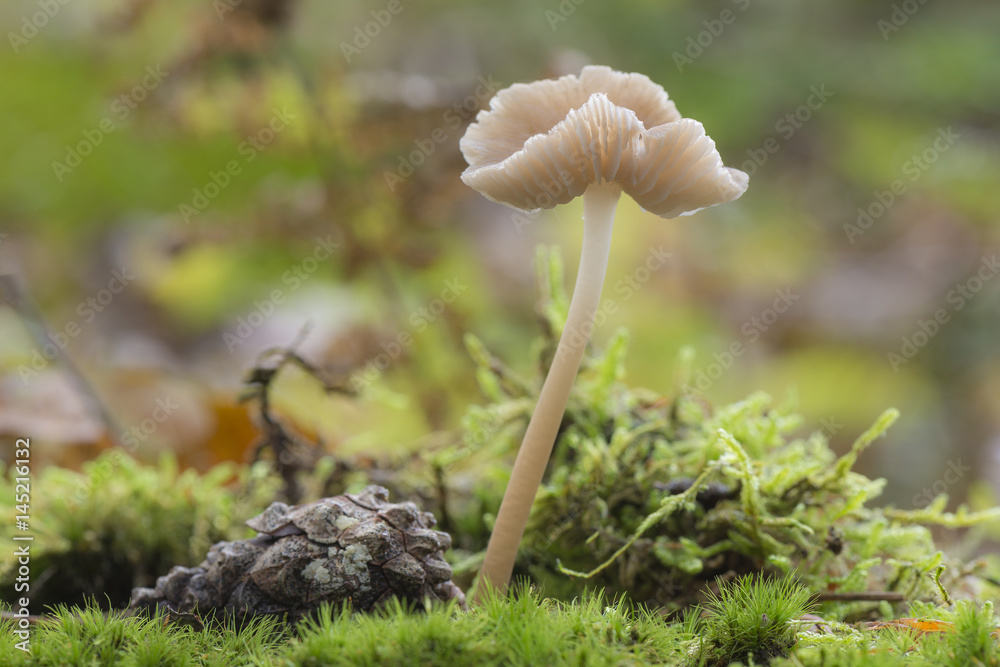 Mushroom called Mycena rosea. Mushroom called Mycena rosea.