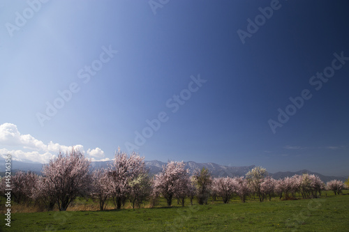 A blossoming garden against a bright blue sky.